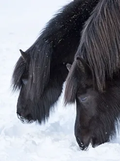 Icelandic horse in fresh snow. It is the traditional breed for Iceland and traces
