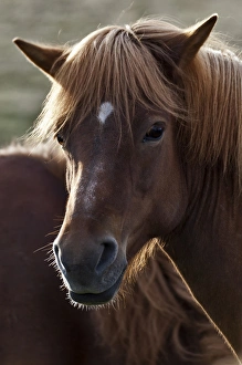 Images Dated 20th July 2010: Icelandic horse, Iceland