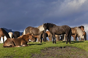 Icelandic Prints: Icelandic horse, Iceland