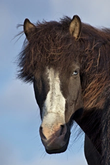 Images Dated 20th July 2010: Icelandic horse, Iceland