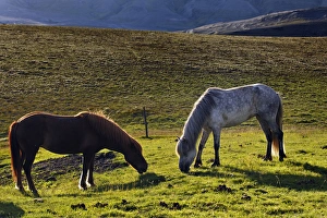Images Dated 20th July 2010: Icelandic horse, Iceland