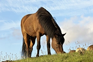 Images Dated 20th July 2010: Icelandic horse, Iceland