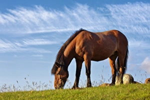 Images Dated 20th July 2010: Icelandic horse, Iceland