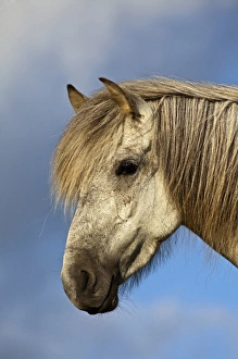 Images Dated 20th July 2010: Icelandic horse, Iceland