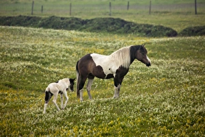 Images Dated 23rd July 2010: Icelandic horse, Iceland