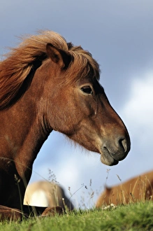 Icelandic Prints: Icelandic horse resting, Iceland