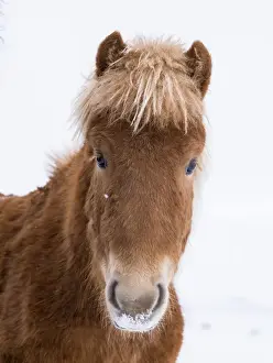 Images Dated 2nd March 2015: Icelandic Horse during winter in Iceland with typical winter coat