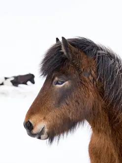 Images Dated 2nd March 2015: Icelandic Horse during winter in Iceland with typical winter coat