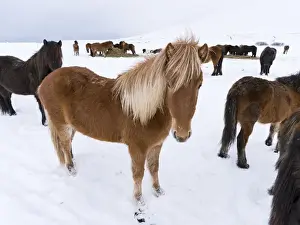 Images Dated 2nd March 2015: Icelandic Horse during winter in Iceland with typical winter coat