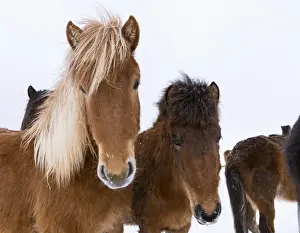 Images Dated 2nd March 2015: Icelandic Horse during winter in Iceland with typical winter coat