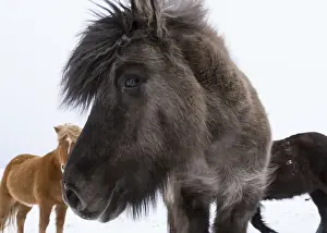 Images Dated 4th March 2015: Icelandic Horse during winter in Iceland with typical winter coat