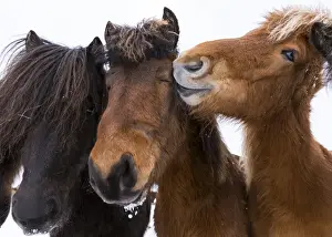 Images Dated 2nd March 2015: Icelandic Horse during winter in Iceland with typical winter coat