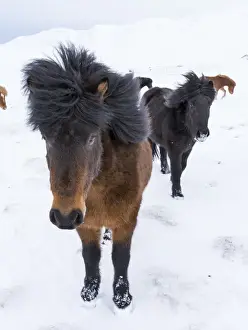 Images Dated 4th March 2015: Icelandic Horse during winter in Iceland with typical winter coat