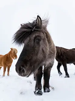 Cute Prints: Icelandic Horse during winter in Iceland with typical winter coat