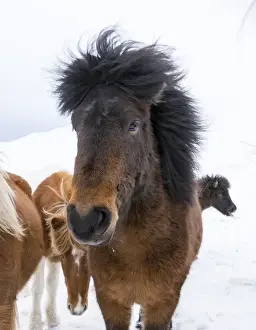Images Dated 4th March 2015: Icelandic Horse during winter in Iceland with typical winter coat