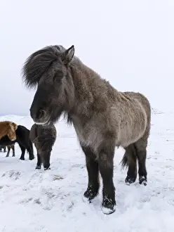 Images Dated 4th March 2015: Icelandic Horse during winter in Iceland with typical winter coat