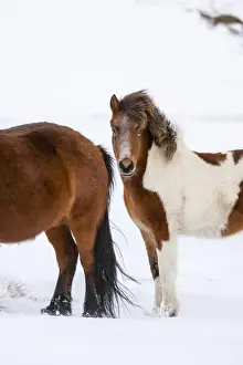 Images Dated 4th March 2015: Icelandic Horse during winter in Iceland with typical winter coat