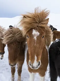 Images Dated 4th March 2015: Icelandic Horse during winter in Iceland with typical winter coat
