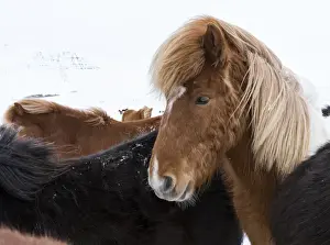 Images Dated 4th March 2015: Icelandic Horse during winter in Iceland with typical winter coat