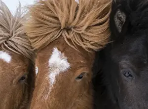 Images Dated 4th March 2015: Icelandic Horse during winter in Iceland with typical winter coat
