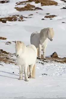 Images Dated 5th March 2015: Icelandic Horse during winter in Iceland with typical winter coat