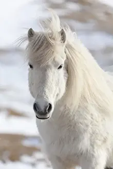 Icelandic Horse during winter in Iceland with typical winter coat