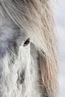 Images Dated 5th March 2015: Icelandic Horse during winter in Iceland with typical winter coat