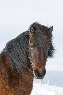 Icelandic Horse during winter in Iceland with typical winter coat