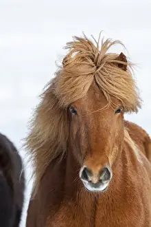 Images Dated 5th March 2015: Icelandic Horse during winter in Iceland with typical winter coat