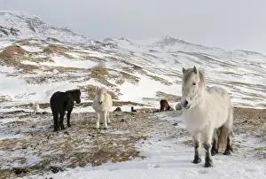 Icelandic Horse during winter in Iceland with typical winter coat