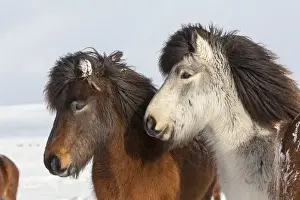 Icelandic Horse during winter in Iceland with typical winter coat