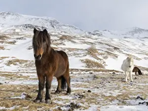 Images Dated 5th March 2015: Icelandic Horse during winter in Iceland with typical winter coat