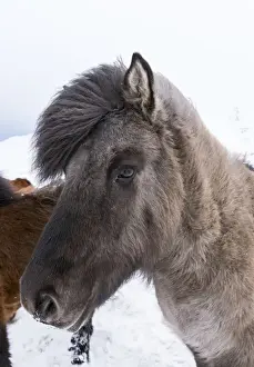 Images Dated 4th March 2015: Icelandic Horse during winter in Iceland with typical winter coat