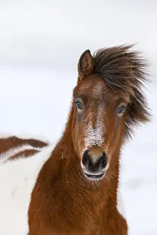 Images Dated 4th March 2015: Icelandic Horse during winter in Iceland with typical winter coat