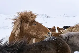Icelandic Horse during winter in Iceland with typical winter coat