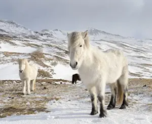 Images Dated 5th March 2015: Icelandic Horse during winter in Iceland with typical winter coat