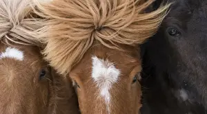 Images Dated 4th March 2015: Icelandic Horse during winter in Iceland with typical winter coat