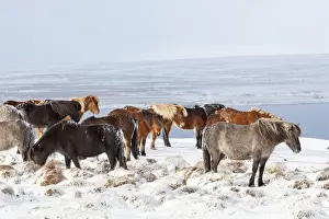 Images Dated 5th March 2015: Icelandic Horse during winter in Iceland with typical winter coat