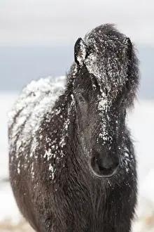 Images Dated 5th March 2015: Icelandic Horse during winter in Iceland with typical winter coat