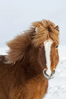 Images Dated 5th March 2015: Icelandic Horse during winter in Iceland with typical winter coat