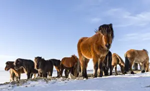 Vatnajokull Prints: Icelandic Horse during winter in Iceland with typical winter coat