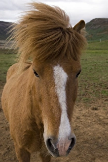 Images Dated 1st June 2007: Icelandic horses, Geysir, Iceland