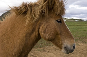 Images Dated 1st June 2007: Icelandic horses, Geysir, Iceland