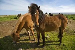Icelandic Horses graze in northeastern Iceland