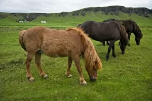 Icelandic Horses graze in southern Iceland