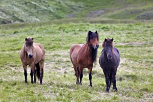 Images Dated 20th July 2010: Icelandic horses, Iceland