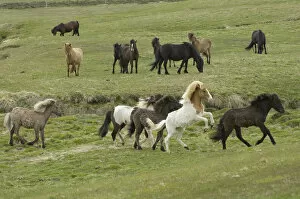 Images Dated 30th May 2007: Icelandic horses, Lagarfljot lake, Egilstadir, Iceland