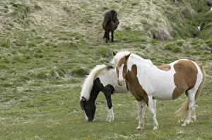 Images Dated 30th May 2007: Icelandic horses, Lagarfljot lake, Egilstadir, Iceland