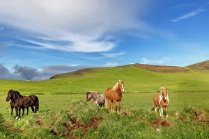 Icelandic Horses near Vik, Iceland