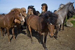 Images Dated 17th June 2007: Icelandic Horses in northeastern Iceland